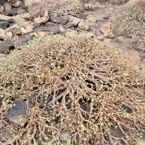 Balade en bord de mer à El Golfo. Une Euphorbia balsamifera. Lanzarote, El Golfo.