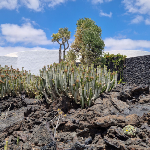 Lanzarote, Fondation César Manrique. Les jardins extérieurs. Lanzarote, Fondation César Manrique.