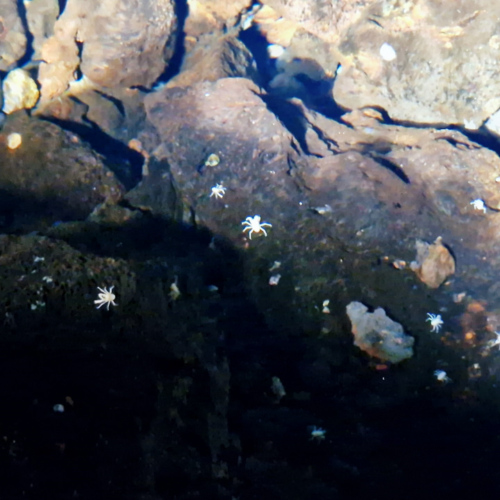 Les crabes blancs et aveugles dans le lac souterrain. Lanzarote, Jameos del Agua.