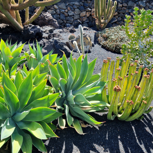 Jardin des cactus de César Manrique, Lanzarote. Jardin des cactus, Lanzarote.
