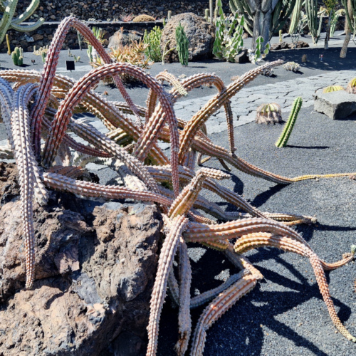 Jardin des cactus de César Manrique, Lanzarote. Jardin des cactus, Lanzarote.