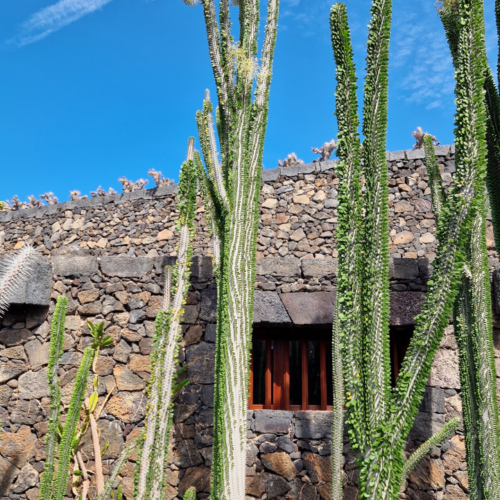 Jardin des cactus de César Manrique, Lanzarote. Jardin des cactus, Lanzarote.