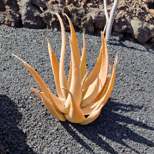 Jardin des cactus de César Manrique, Lanzarote. Jardin des cactus, Lanzarote.
