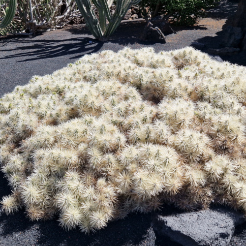 Jardin des cactus de César Manrique, Lanzarote. Jardin des cactus, Lanzarote.