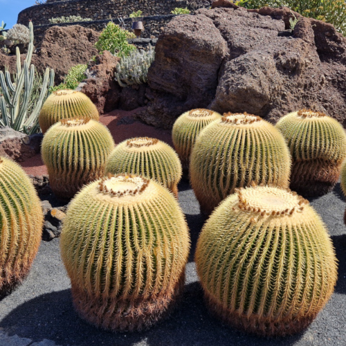 Jardin des cactus de César Manrique, Lanzarote. Jardin des cactus, Lanzarote.