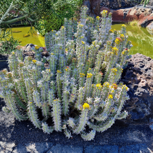 Jardin des cactus de César Manrique, Lanzarote. Jardin des cactus, Lanzarote.