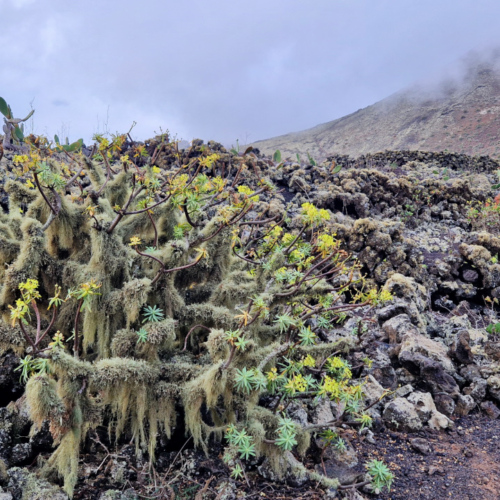 Euphorbia balsamifera recouverte de lichen. Lanzarote, Randonnée Monte Corona.