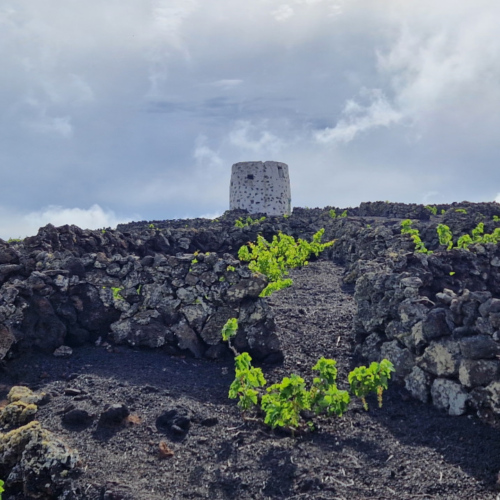Parcours dans les vignobles. Lanzarote, Randonnée Monte Corona.