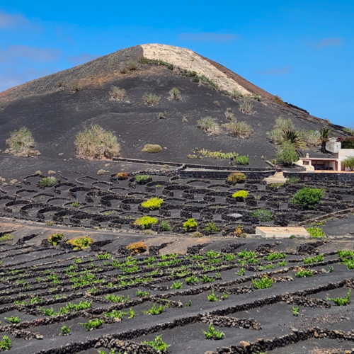 Lanzarote, vignobles. Lanzarote, vignobles.