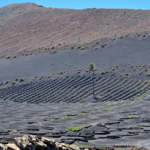 Lanzarote, vignobles. Lanzarote, vignobles.