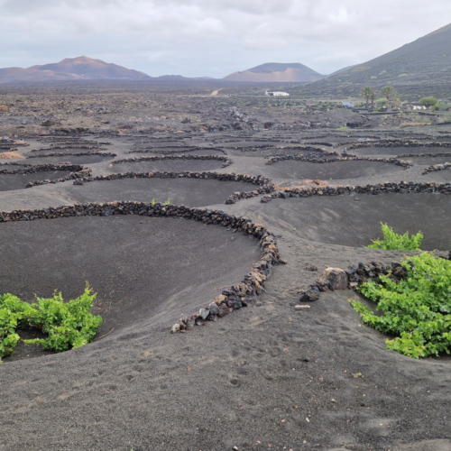 Lanzarote, vignobles. Lanzarote, vignobles.