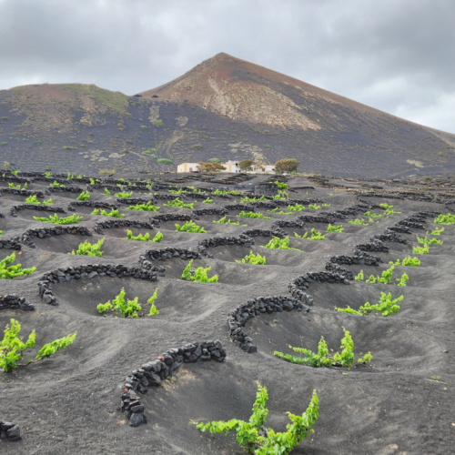 Lanzarote, vignobles. Lanzarote, vignobles.