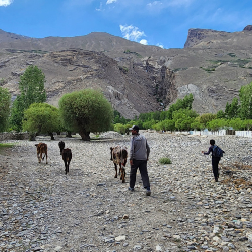 Ballade à Yamg. Tadjikistan, Yamg.