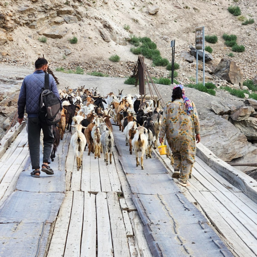 Départ de Khijez.
Un berger sort le troupeau. Tadjikistan, Khijez.