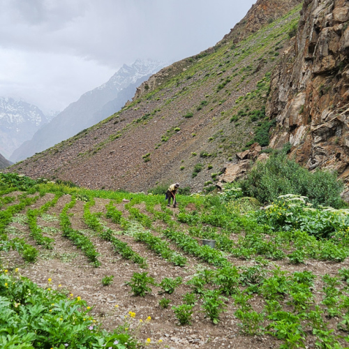 Randonnée vallée de Geisev.
Parcelle cultivée, des pommes de terre. Tadjikistan, Geisev.