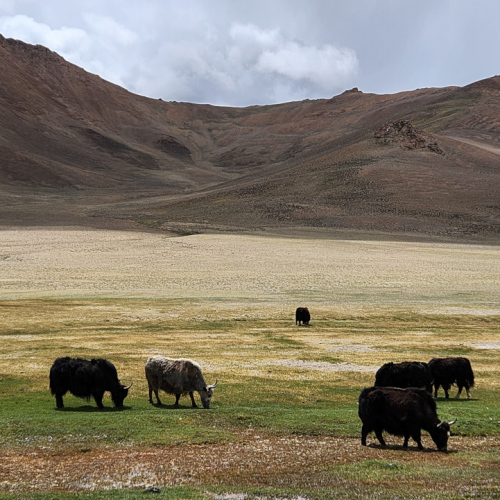 Des Yaks à Chatyr-Tash . Tadjikistan, route Bulunkul à Murghab.