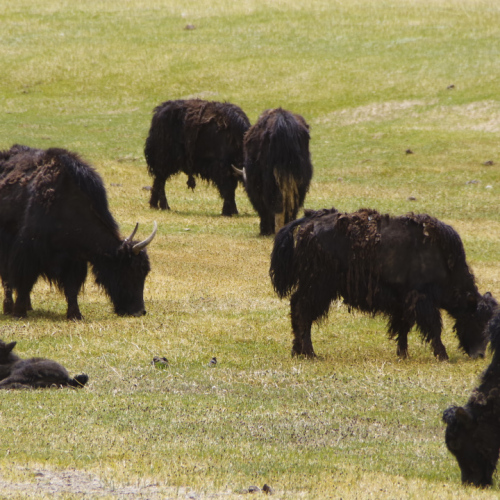 Des Yaks à Chatyr-Tash . Tadjikistan, route Bulunkul à Murghab.
