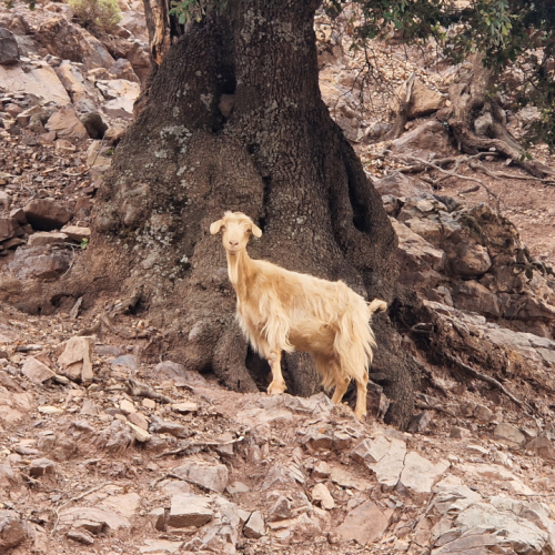 Quelques moutons mais surtout des chèvres. Maroc, Trek Djebel Toubkal.