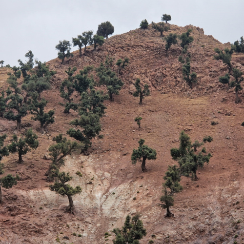 Maigre végétation, des genévriers centenaires. Maroc, Trek Djebel Toubkal.