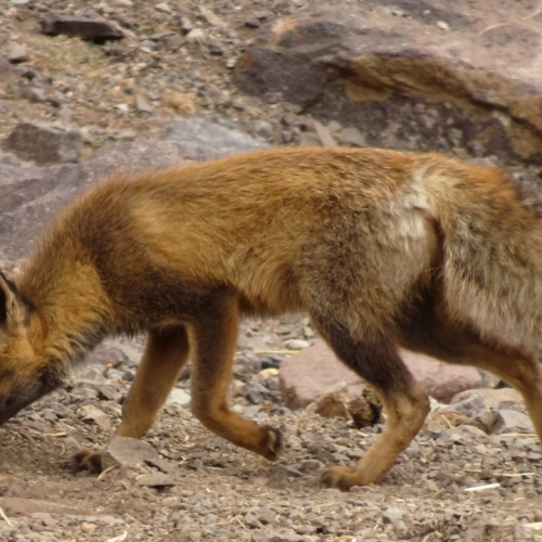 Un renard vient visiter notre campement. Maroc, Trek Djebel Toubkal.