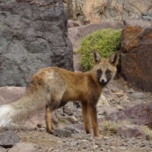 Un renard vient visiter notre campement. Maroc, Trek Djebel Toubkal.