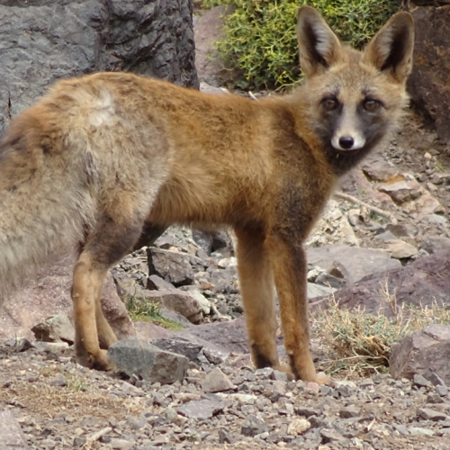Un renard vient visiter notre campement. Maroc, Trek Djebel Toubkal.