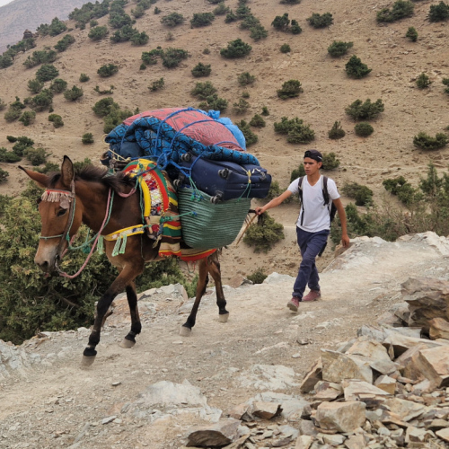 Nos muletiers. Maroc, Trek Djebel Toubkal.