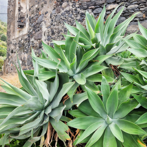Agave attenuata Agave attenuata