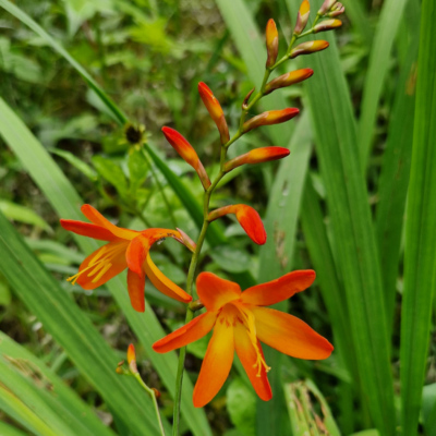 Crocosmia aurea Madère, forêt laurifère.