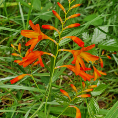 Crocosmia aurea Madère, forêt laurifère.