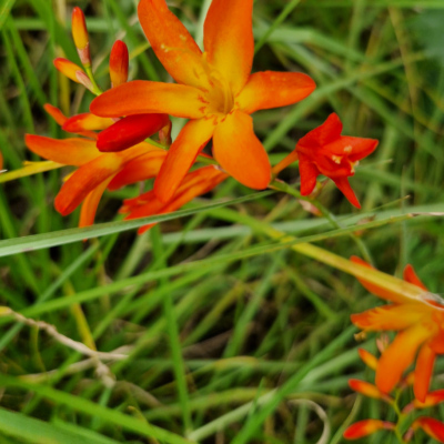 Crocosmia aurea Madère, forêt laurifère.