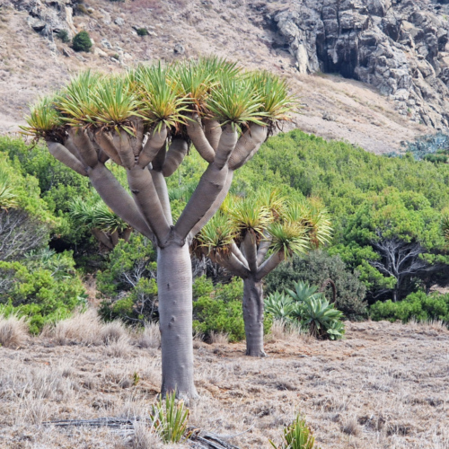 Dracaena draco Dracaena draco