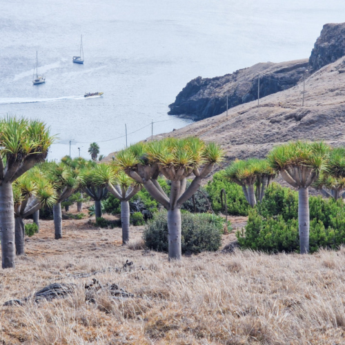 Dracaena draco Dracaena draco