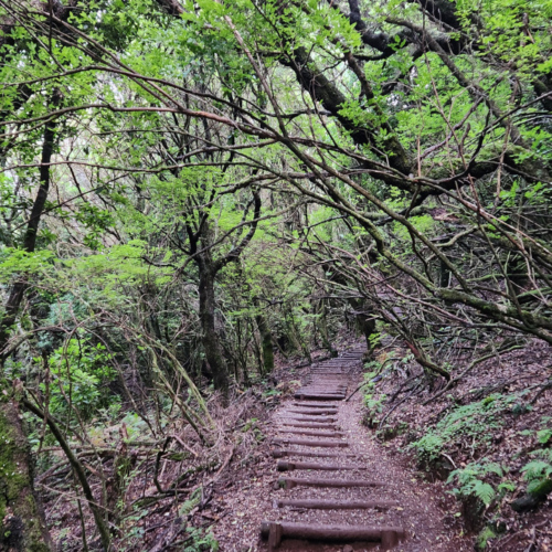 Descente impressionnante pour rejoindre le levada. Madère, Fanal.