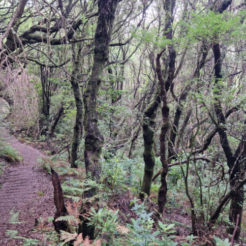 Descente impressionnante pour rejoindre le levada. Madère, Fanal.