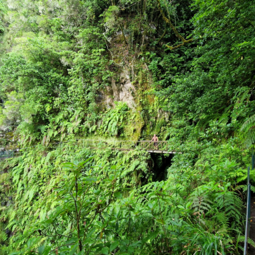 Nous suivons le levada sur quelques kilomètres. Madère, Fanal.
