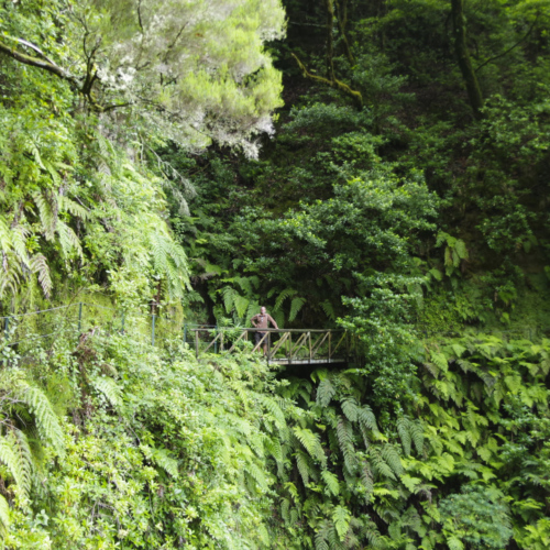 Nous suivons le levada sur quelques kilomètres. Madère, Fanal.