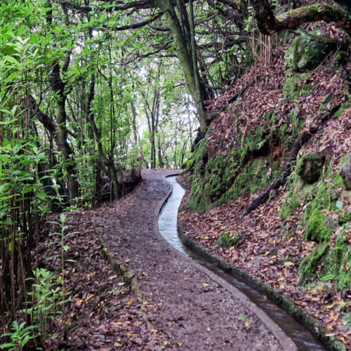 Nous suivons le levada sur quelques kilomètres. Madère, Fanal.