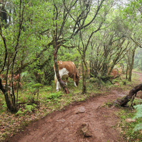 Une vache sur le sentier qui remonte. Madère, Fanal.