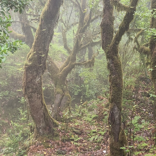 La forêt de lauriers plongée dans la brume. Madère, Fanal.