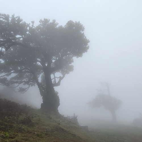 La forêt fantomatique de Fanal. Madère, Fanal.