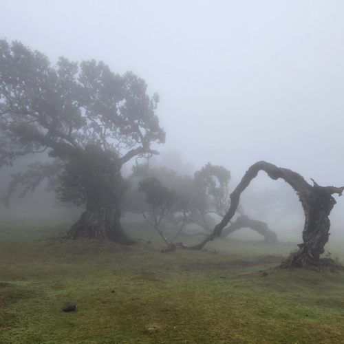 La forêt fantomatique de Fanal. Madère, Fanal.