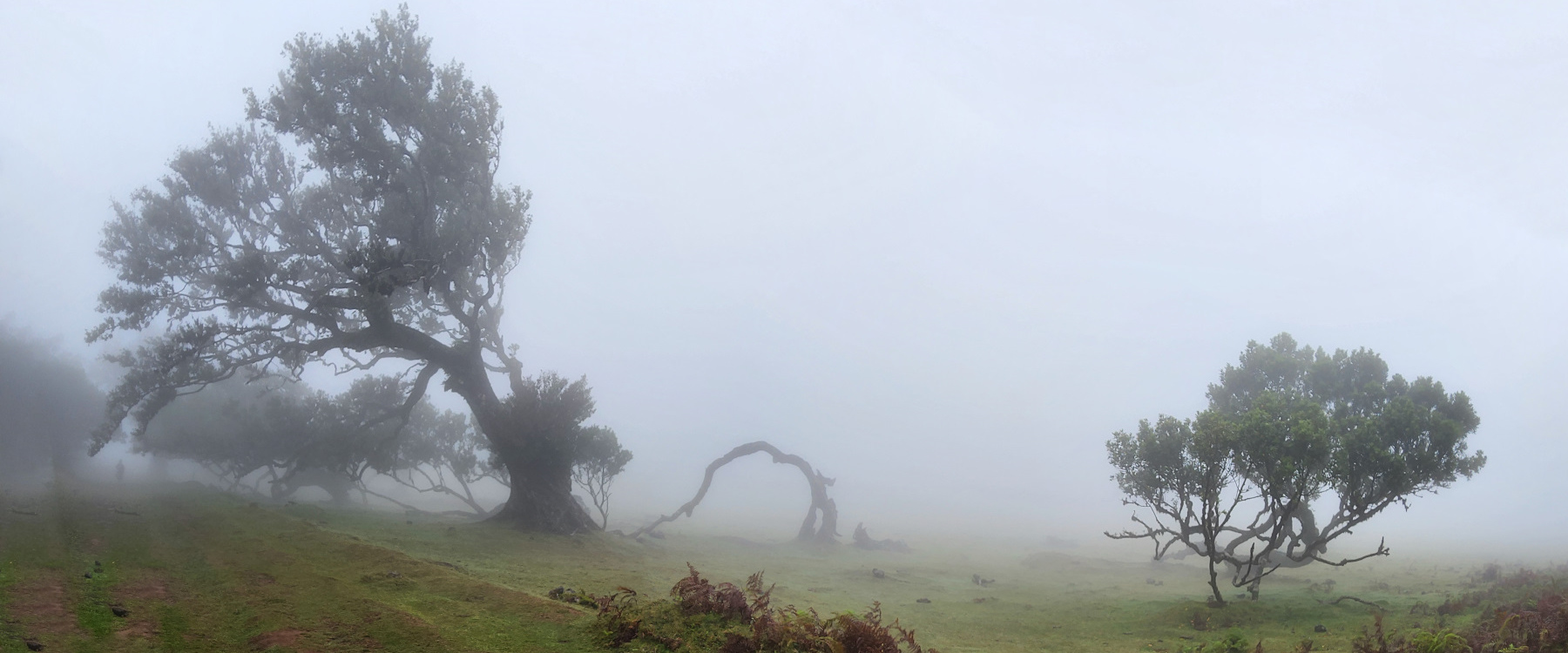 La forêt fantomatique de Fanal. Madère, Fanal.