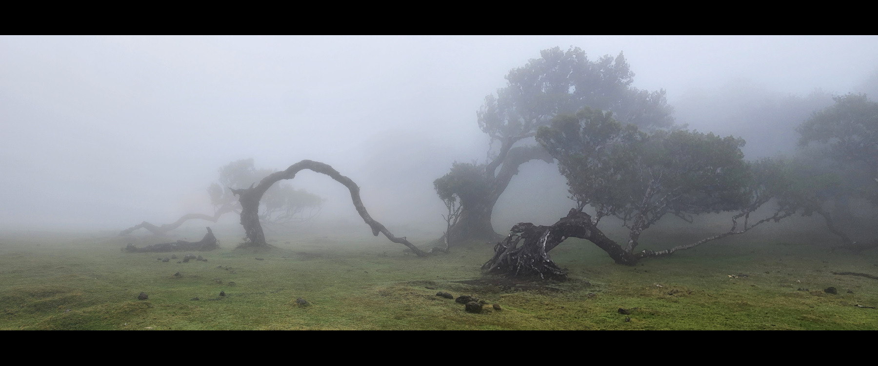 La forêt fantomatique de Fanal. Madère, Fanal.
