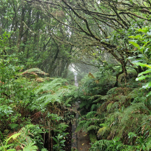 Madère, forêt laurifère. Madère, forêt laurifère.