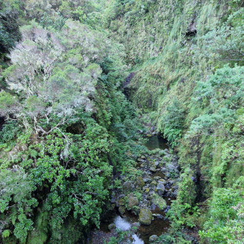 Madère, forêt laurifère. Madère, forêt laurifère.