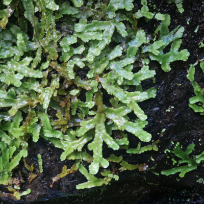 Hymenophyllum neocaledonicum Madère, forêt laurifère.