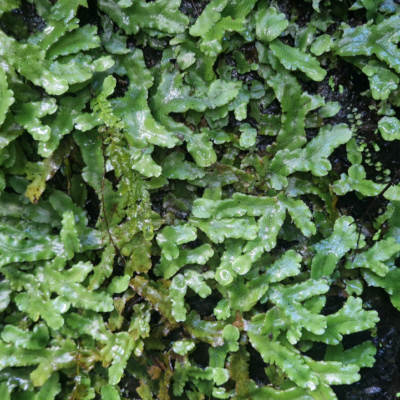 Hymenophyllum neocaledonicum Madère, forêt laurifère.