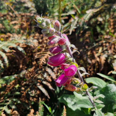 Isoplexis spectrum Madère, forêt laurifère.