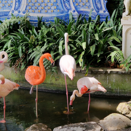 Le jardin tropical de Monte Palace. Madère, Funchal.
